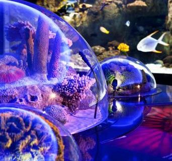 رحلة أكواريوم الاسماك وحديقة فلوريا