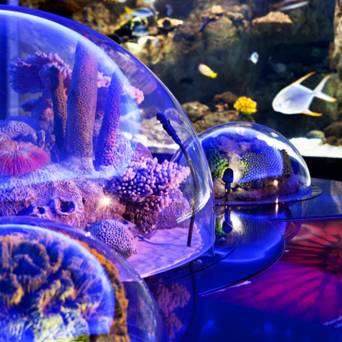 الرحلات اليومية